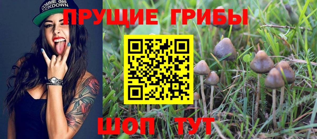 Галлюциногенные грибы Cubensis Лесной